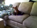 Sadie barking at the cats