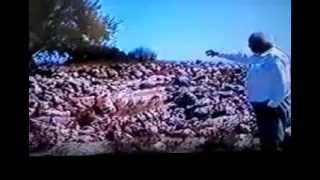 جولة في بيت نتيف عام 1995