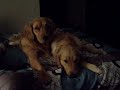 Luna  Laci (The Golden Girls) - last night together