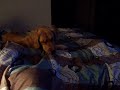 Luna  Laci (The Golden Girls) - last night together