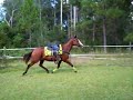 Lakota Bucking-