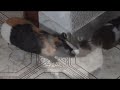 EL GATO Y LAS COBAYAS
