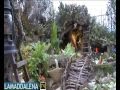 videos de PRESEPE DI CASA MASCIA 2008