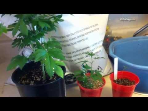 how to grow mj in soil