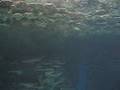 videos de Der neue Aquazoo in Schmiding