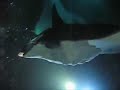 Manta Ray Night Dive, Hawaii