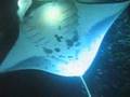 Video Info::<table><tr><td width='30%' valign='top'>Title</td><td width='1%' valign='top'>:</td><td width='89%'>Manta Ray Night Dive, Hawaii</td></tr><tr><td>Views</td><td>:</td><td>1722</td></tr><tr><td>Votes</td><td>:</td><td>1</td></tr><tr><td>Rating</td><td>:</td><td>3</td></tr><tr><td>Downloads</td><td>:</td><td></td></tr><tr><td>Added by</td><td>:</td><td></td></tr><tr><td>Date</td><td>:</td><td>2007-09-27 13:40:21</td></tr></table> Manta Ray Night Dive, Hawaii