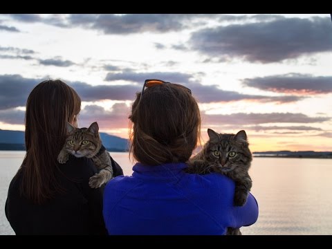 Video: Adventure cats Bolt and Keel go sailing