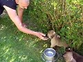 notre portée de malinois à 5 semaines (Boscaille/Loups Mutins).