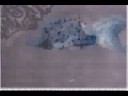 bubulilu