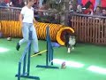 Agility-Vorf�hrung CAC Cloppenburg