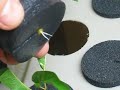 Tomato growing roots in aeroponic cloner pt1 Tomato growing roots in aeroponic cloner pt1