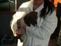videos de Chien Teckel 2