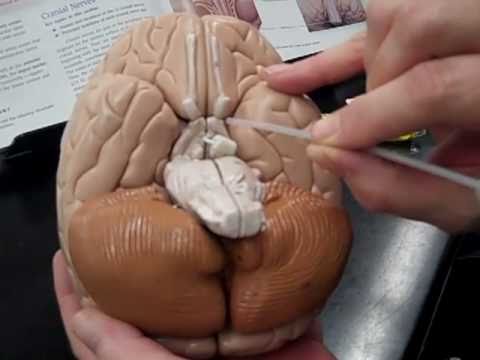 Anatomy Lab - Human Brain Model
