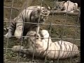 white tiger cubs