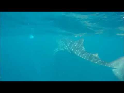 Swimming with Whale Sharks on Ningaloo Reef, Western Australia