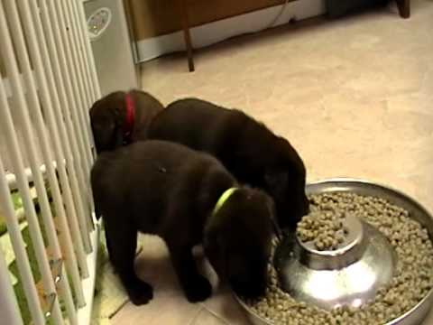 English Labrador Retriever Puppies for sale in Michigan, near, Ohio, Indiana, Illinois