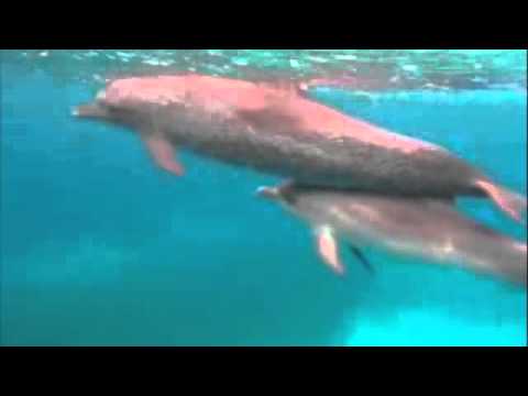 See video