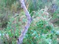 Xeraco: naturalesa