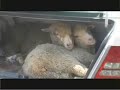 cruel transporte de ovejas