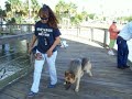 Igor beautiful German Shepherd for sale