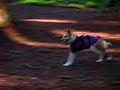 Tripod dog chases sticks and jumps