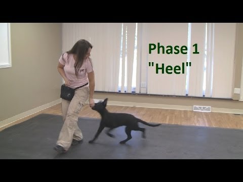 how to train k9 dogs