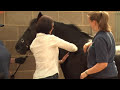 Do you know whether your horse is the right weight? Believe it or not, more than 80 per cent of all leisure horses in the UK -- from Thoroughbreds to cob types -- are overweight. As a result of this, overweight horses are now considered 'normal', making it almost impossible to know what a horse's ideal weight is. Certain breeds are designed to have heavier frames than others. However, these shape differences should be purely down to breeding, rather than excess fat. This film will show you how to regularly assess the weight of your horse, to ensure that he remains a healthy weight for his type and height. Find out more at www.worldhorsewelfare.org