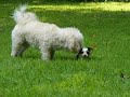 Dog attack!