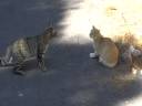 presing-cat