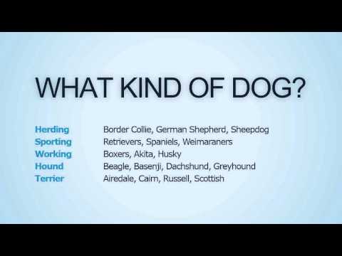 how to decide to keep a dog
