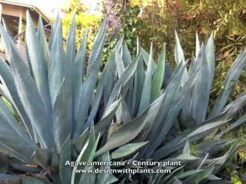 how to transplant agave americana