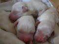 NEWBORN LABRADOR PUPS TOO CUTE ENJOY THE MOMENT NEWBORN LABRADOR PUPS TOO CUTE ENJOY THE MOMENT