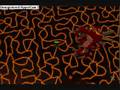 Shawnlux - fight caves!
