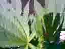 legal gardening