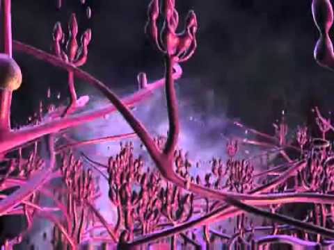 video-linktoworks-Why You Should Test For Mold