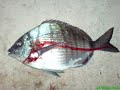 Pesca en Tenerife Buenos sargos y spinning)