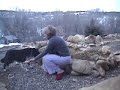 Socialization of feral dogs first week of capture