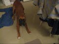 boxer barking