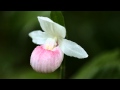 Orchid in the Neibourhood:YouTube������=7��