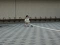 pidgeon.mov