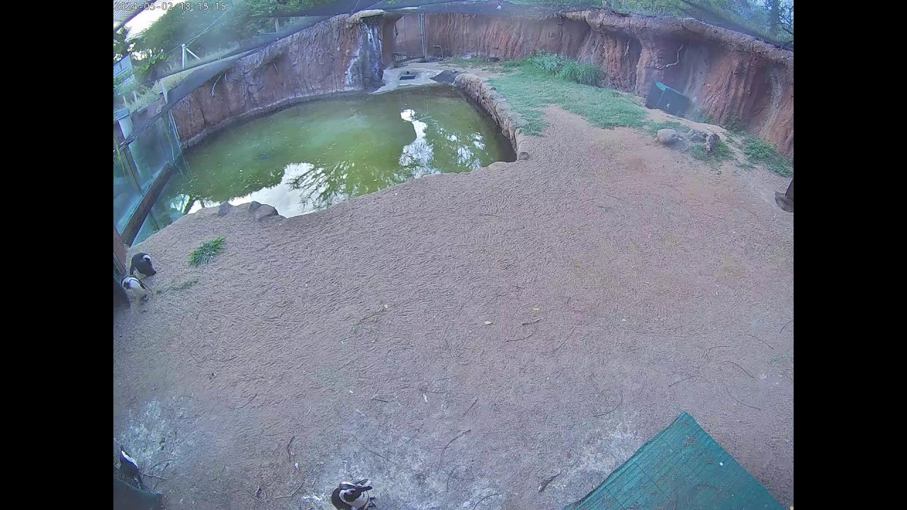 Honolulu Zoo Penguin Cam 1