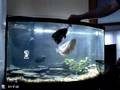 Astronotus feeding by cometgold fish