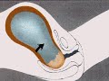 how the body works : childbirth