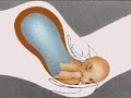 how the body works : childbirth