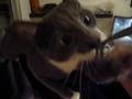 Le chat gris equilibriste