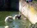 videos de Polar bear attacks woman in the Berlin Zoo in Germany 11-04-2009