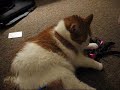 Playing  Purring.wmv