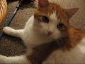 Playing Purring.wmv