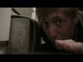 California in Cold Blood - Black Widow Spiders